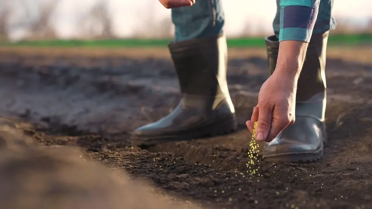 April Seed Starting: What to Direct Sow vs. Plant Indoors