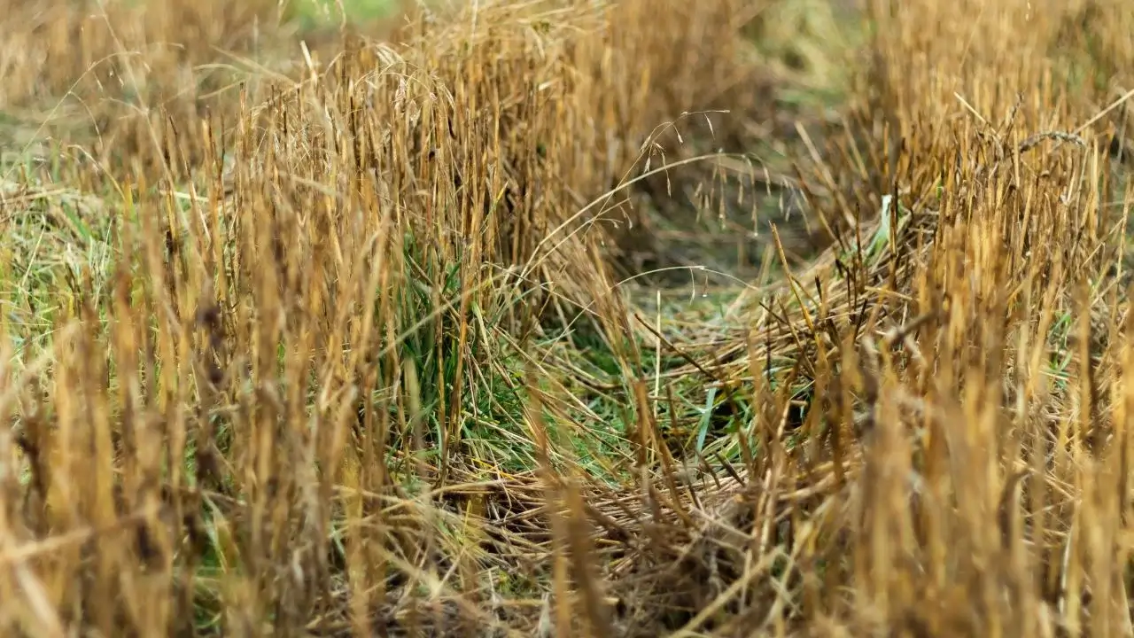 How to Kill Winter Crops Without Losing Soil Gains