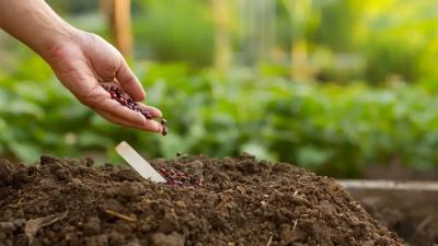 The Small Farmer’s Guide to Succession Sowing