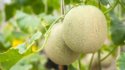 What We’re Planting In May